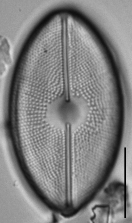 Cavinula maculata LM1