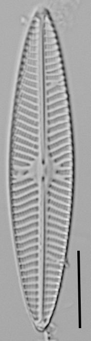 Navicula hintzii LM1