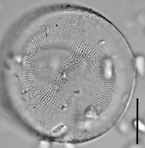 Thalassiosira gessneri LM3