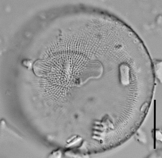 Thalassiosira gessneri LM4