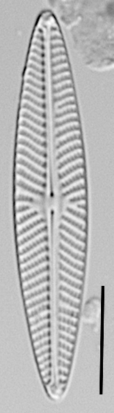 Navicula hintzii LM5