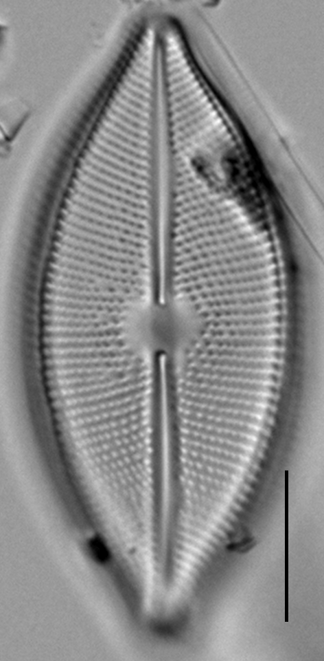 Calacust  Mbe2215 B 901 41