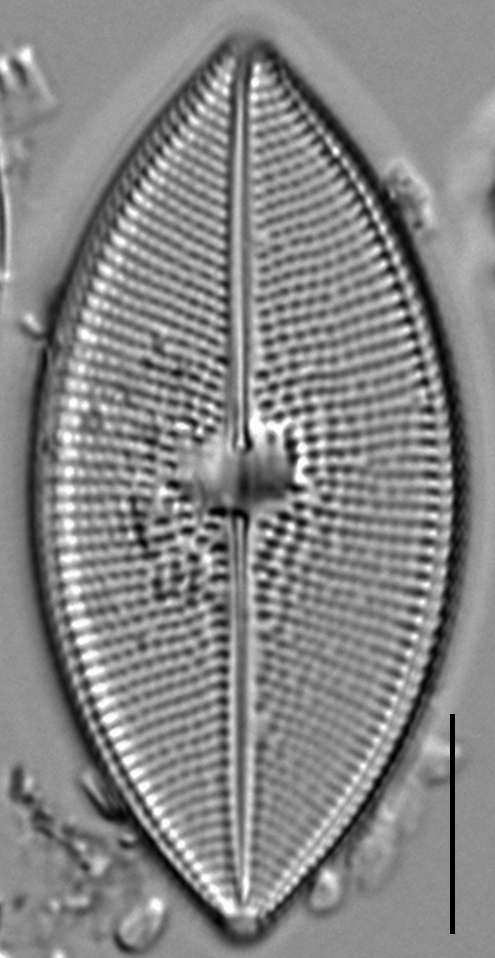 Calacust  Mbe2215B 916 41 6