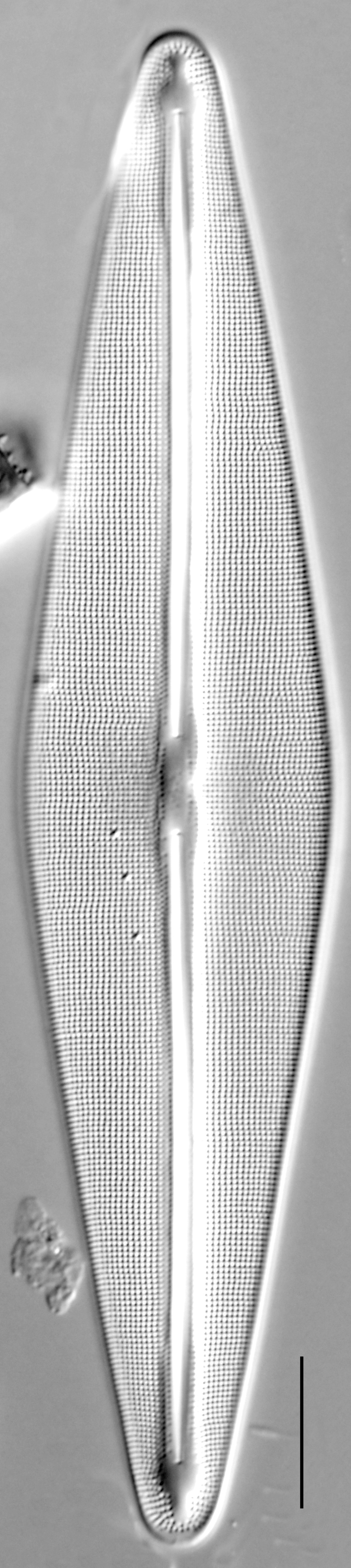 Image CG-8-iii-11-003.jpg | Species - Diatoms of North America