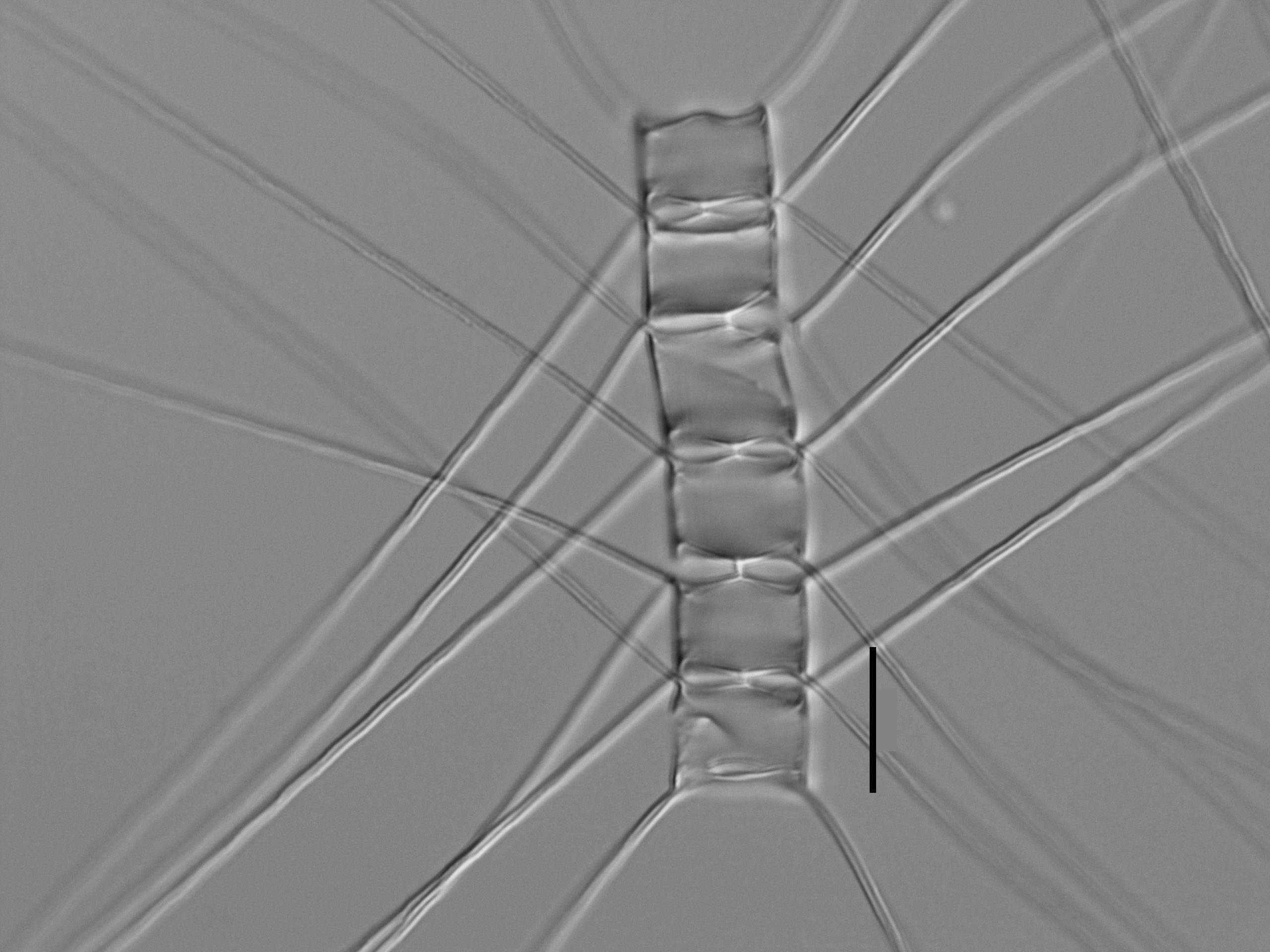 Chelmorei   Ill2006 56 266 9 0  Colony