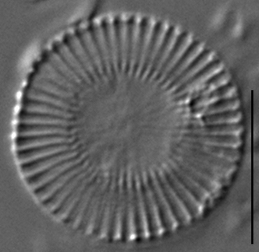 Cytholiformis 4