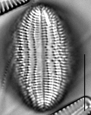 C Pediculus 19