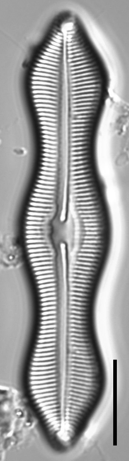 Caloneis Schumannaina SK1 1