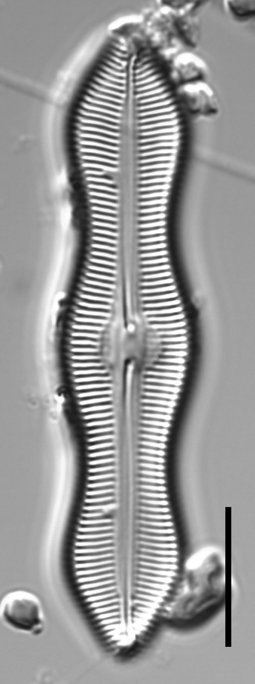 Caloneis Schumannaina SK1 2