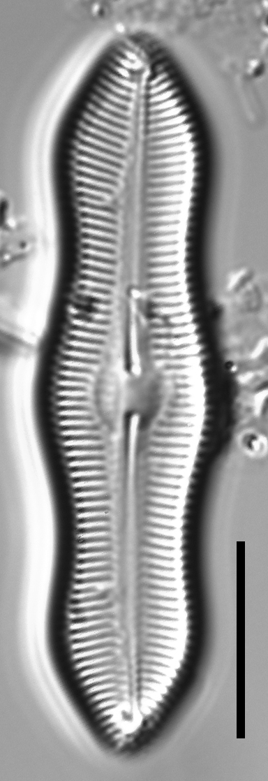 Caloneis Schumannaina SK1 3