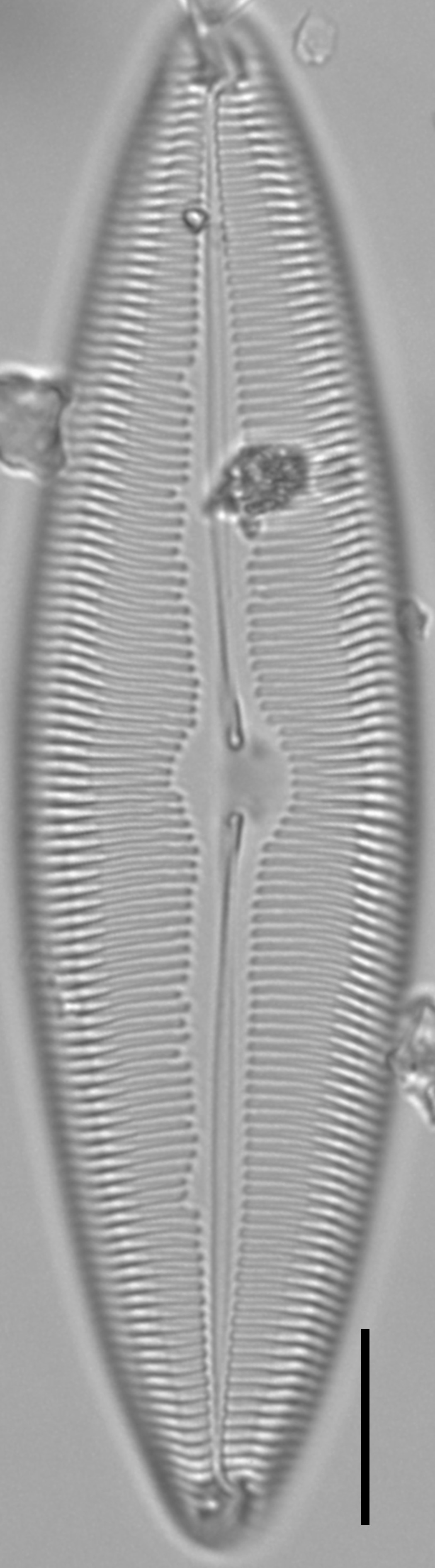 Caloneis Westii Lm4