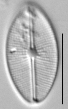 Cavinula Cocconeiformis  Amphi Sl57E