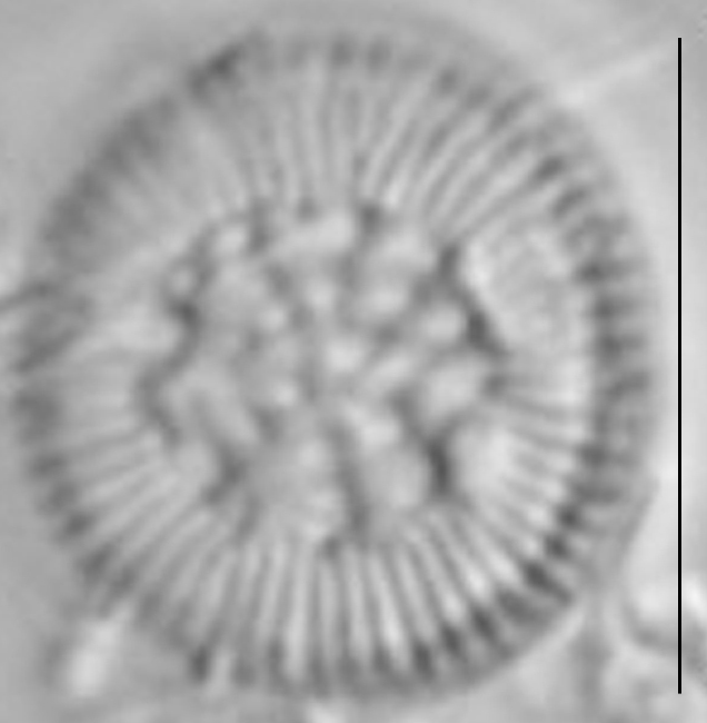 Ccomensis  Lm2