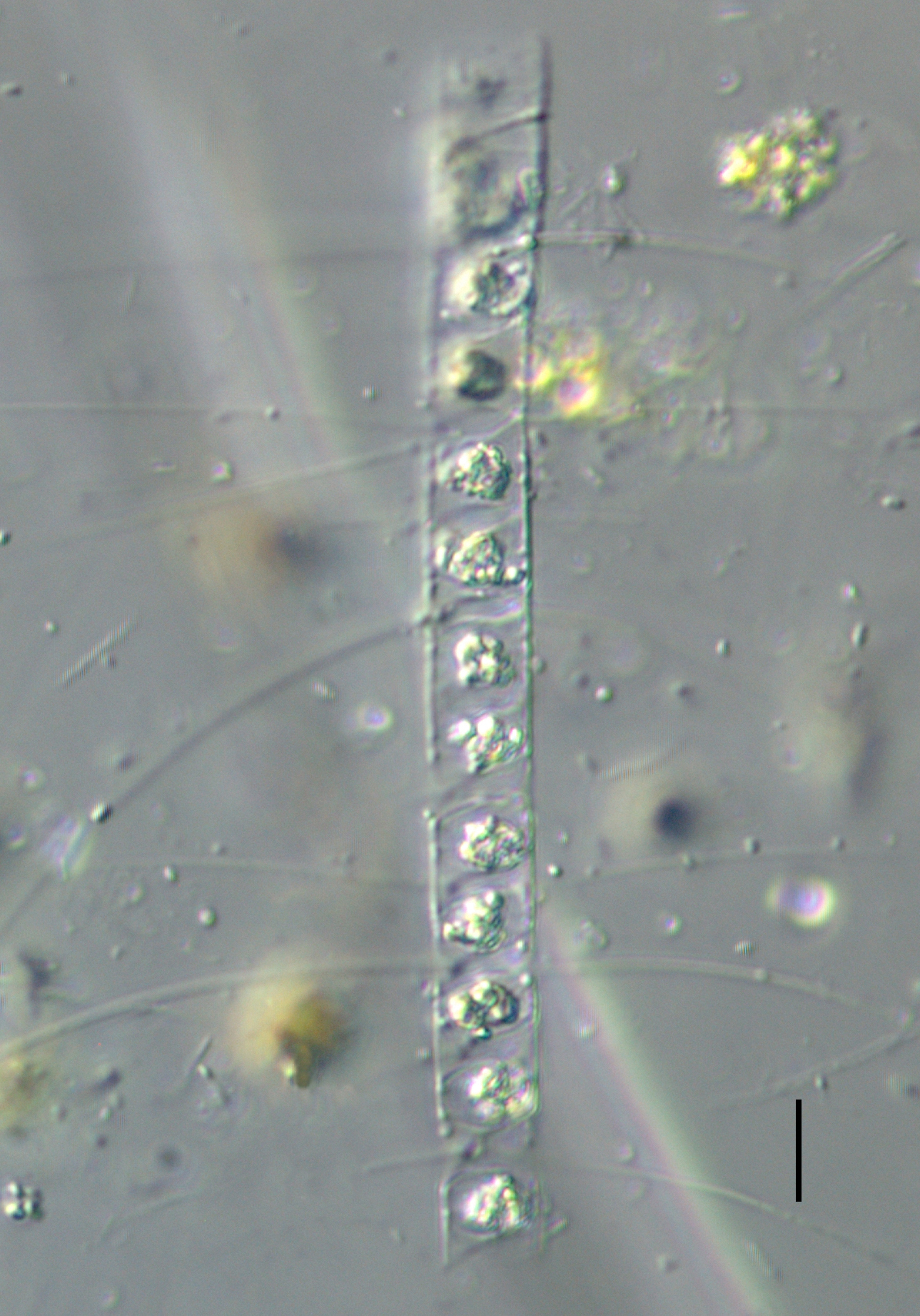 Chaetoceros constrictus LM2 copy