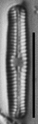 Chamaepinnularia gandrupii ANSP GC8119 B 065