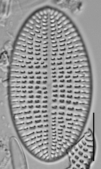 Cocconeis Cascadensis Lm01