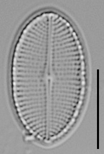 Cocconeis Cascadensis Lm09