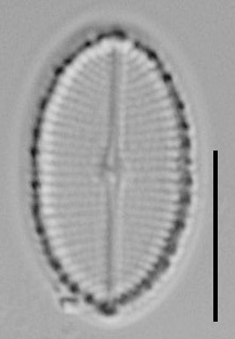 Cocconeis Cascadensis Lm10