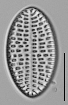 Cocconeis Cascadensis Lm11