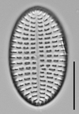 Cocconeis Cascadensis Lm12