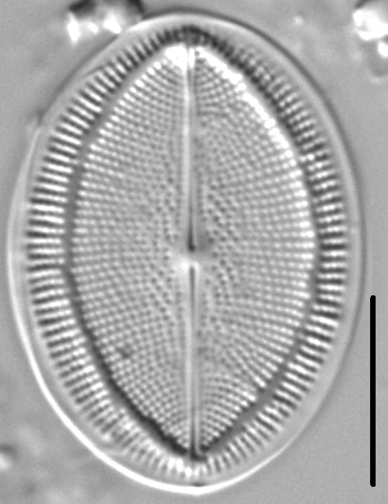 Cocconeis Grovei LM3