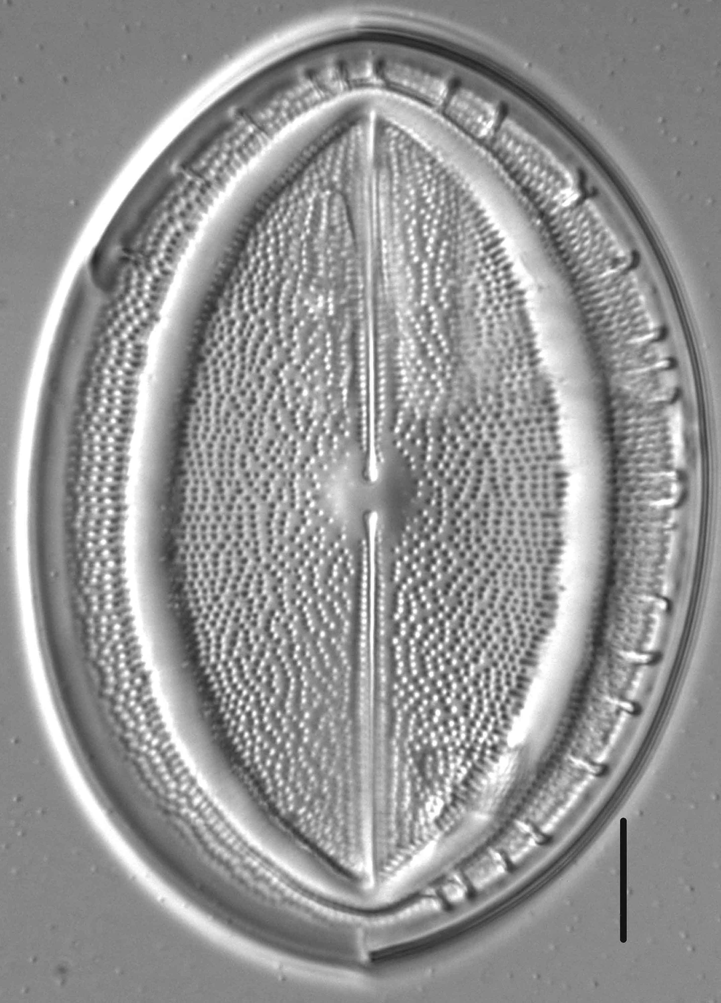 Cocconeis grovei LM6