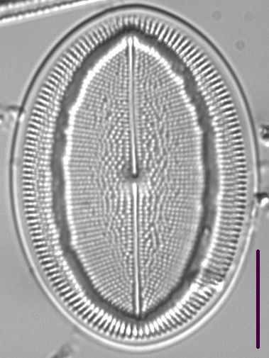 Cocconeis Grovei LM5