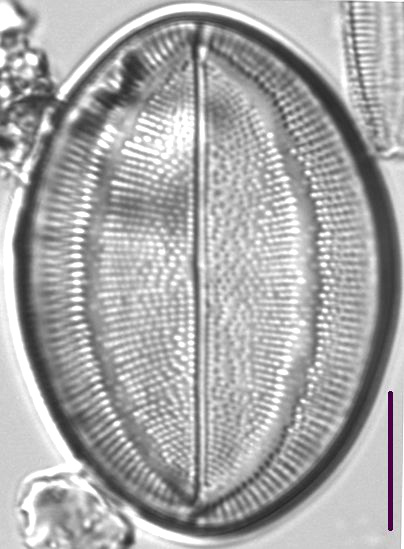 Cocconeis Grovei LM2