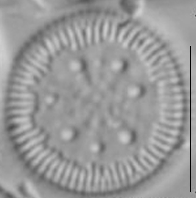 Cyclotella polymorpha LM3