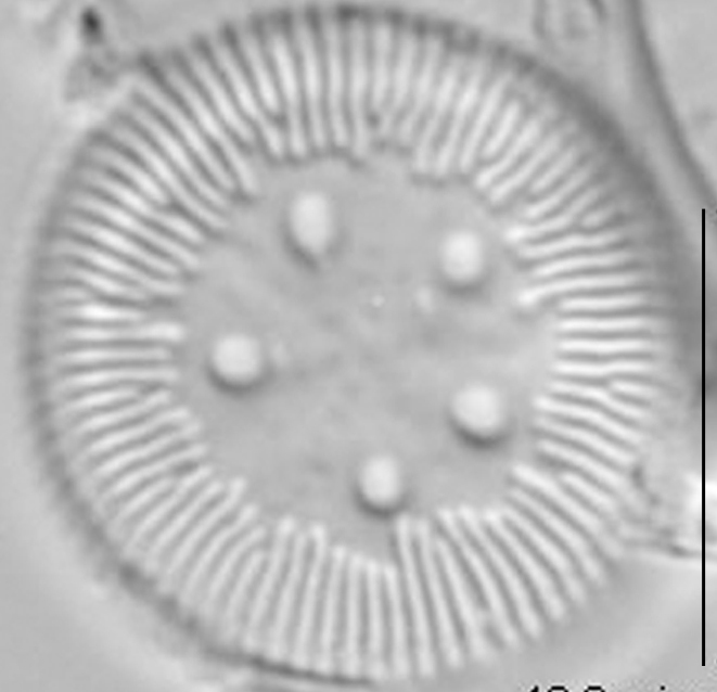 Cyclotella polymorpha LM6