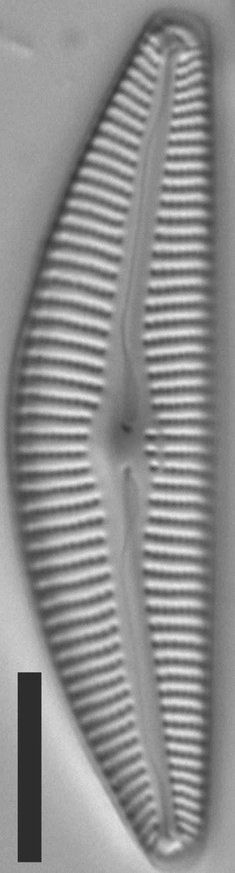 Cymbella Fontinalis 4923 5 Holotype