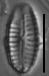 Cymbellafalsa diluviana LM 5