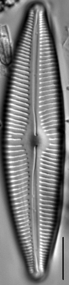 Cymberainierensis2