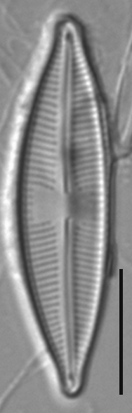 Cymbopleura Stauroneiformis  Wet Ak412 Final