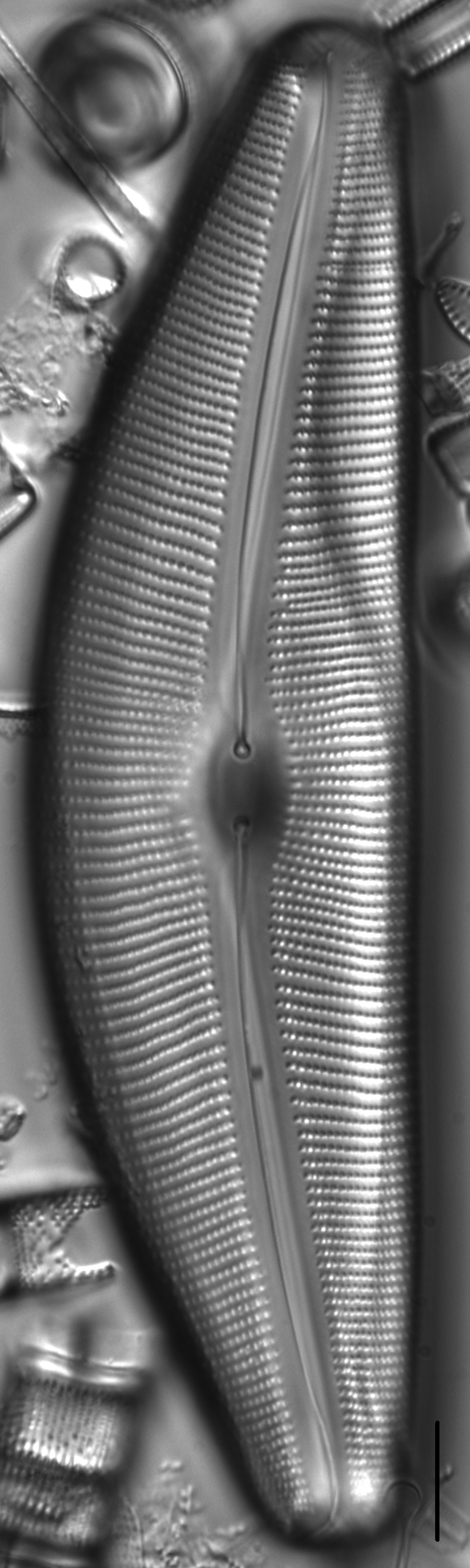 Diatom  Photos17800