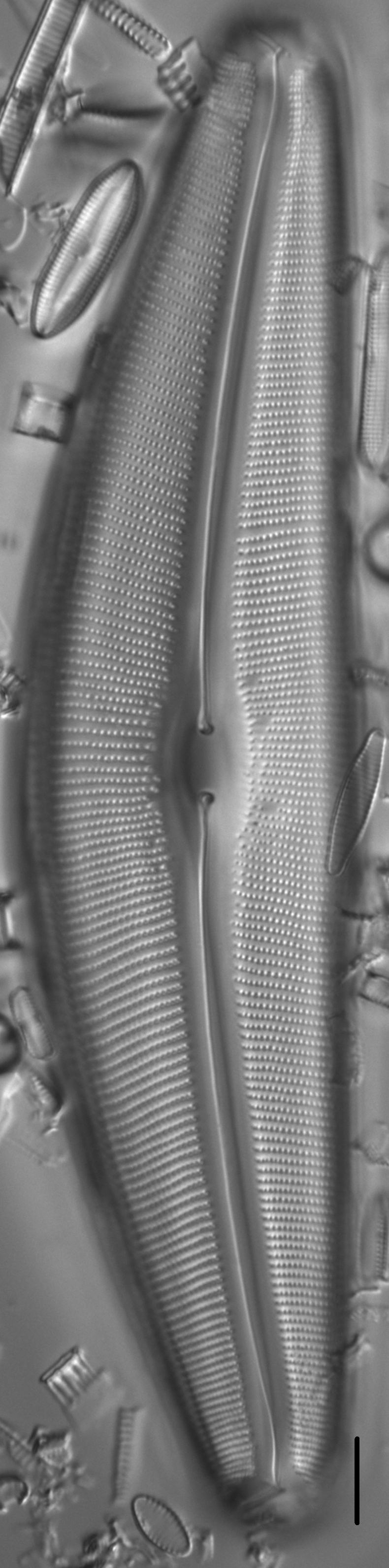 Diatom  Photos17802