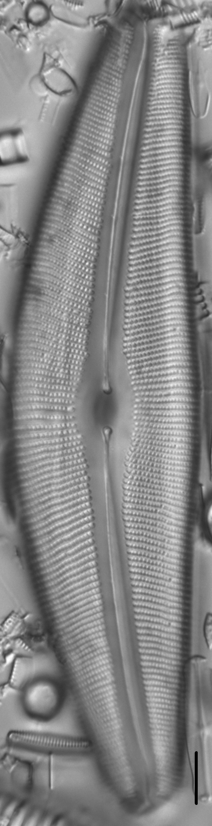 Diatom  Photos17804