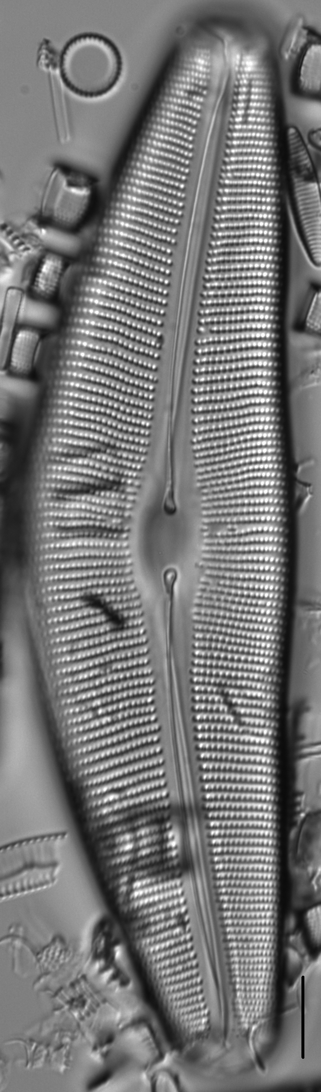 Diatom  Photos17805