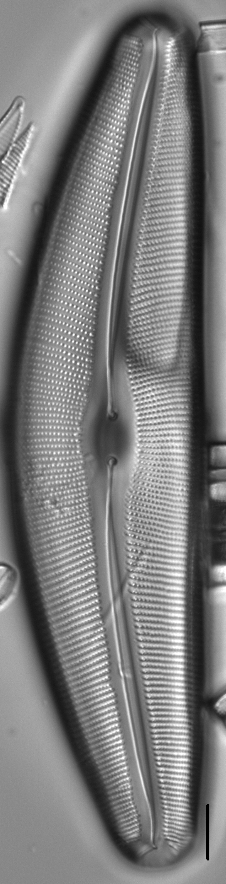 Diatom  Photos17809