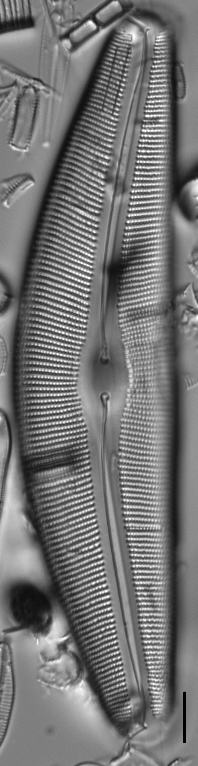 Diatom  Photos17812