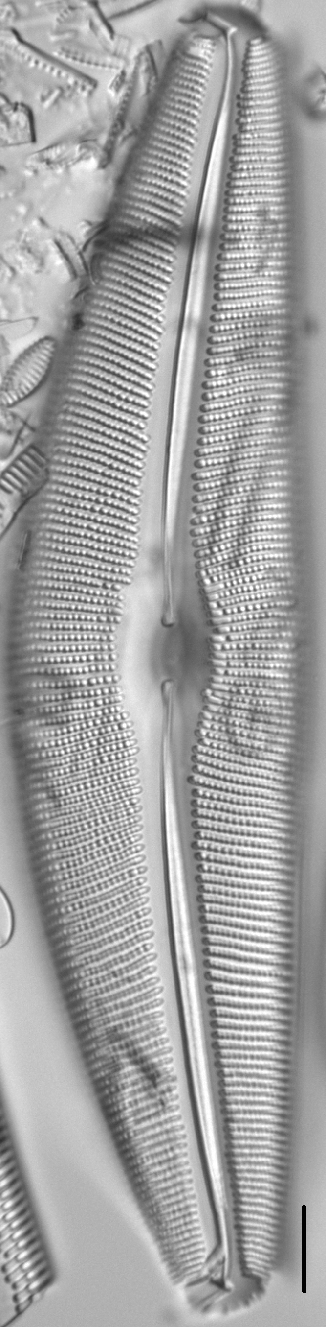 Diatom  Photos17830