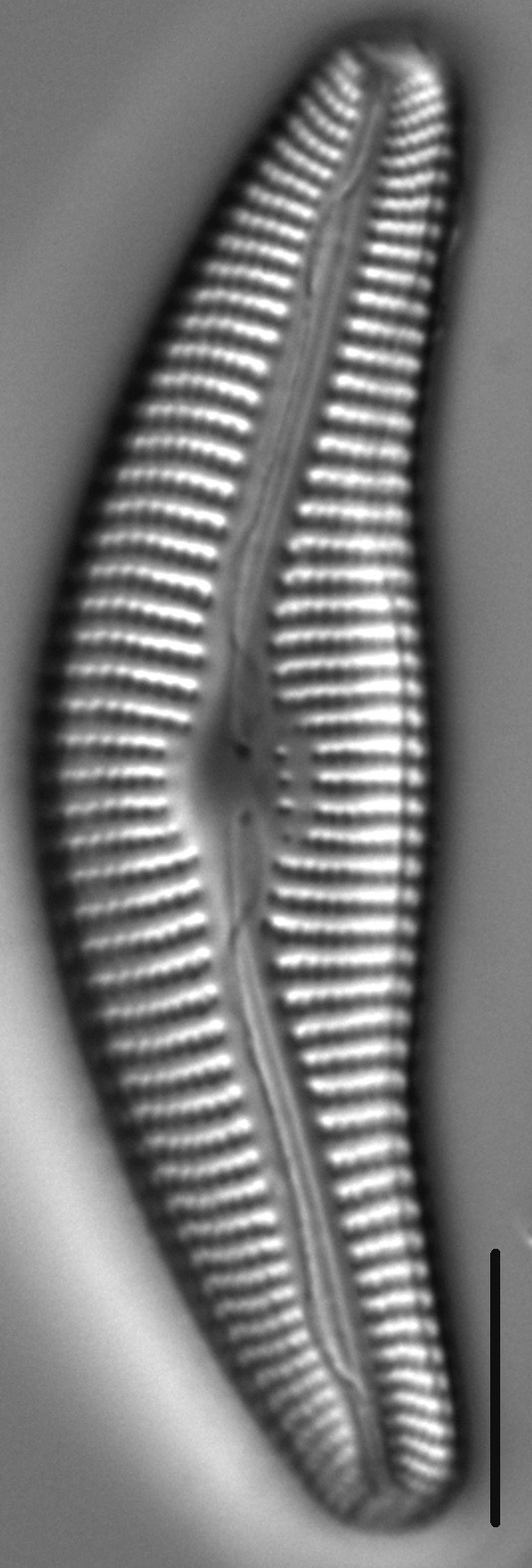 Diatom  Photos18297