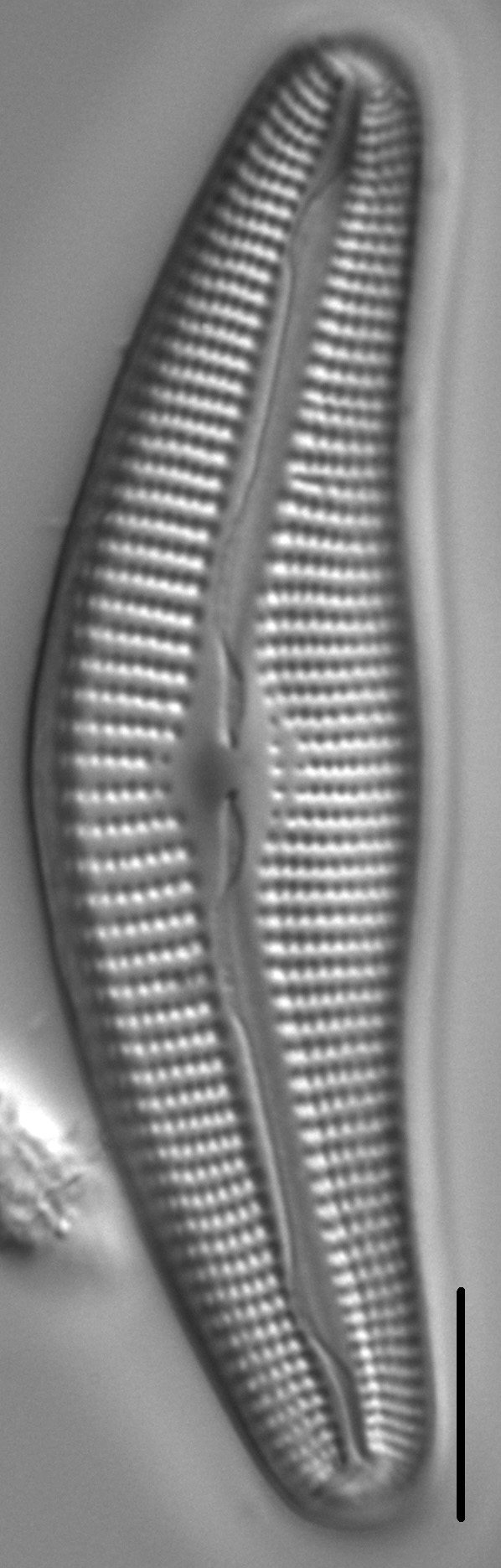 Diatom  Photos18299