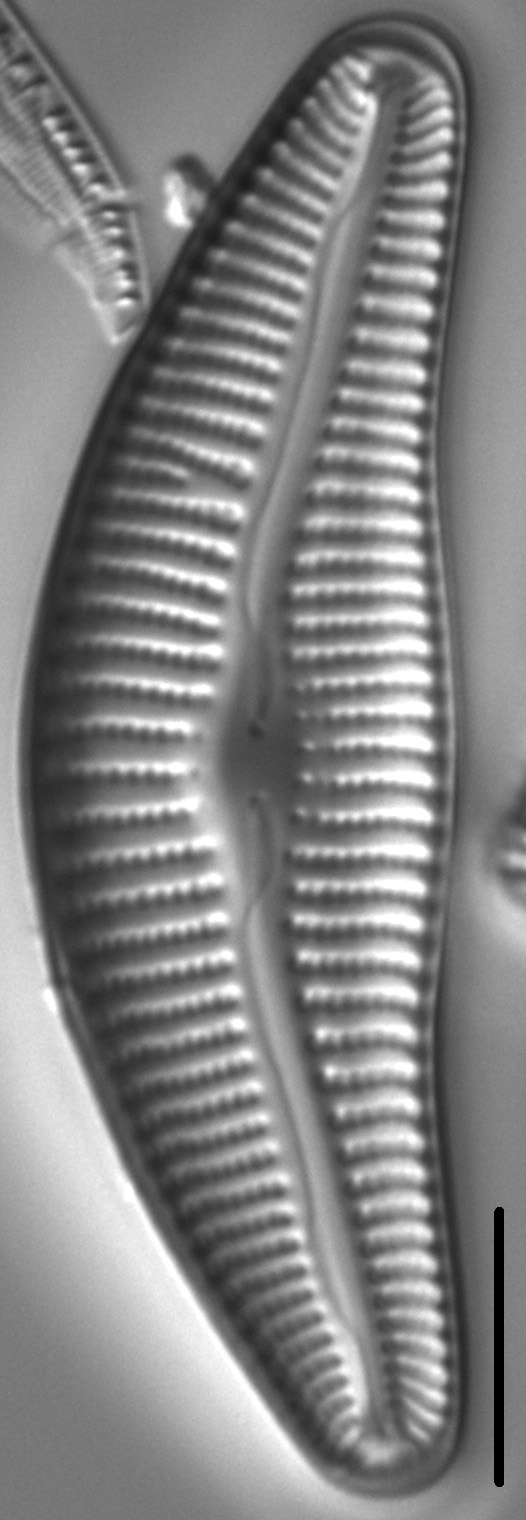 Diatom  Photos18302