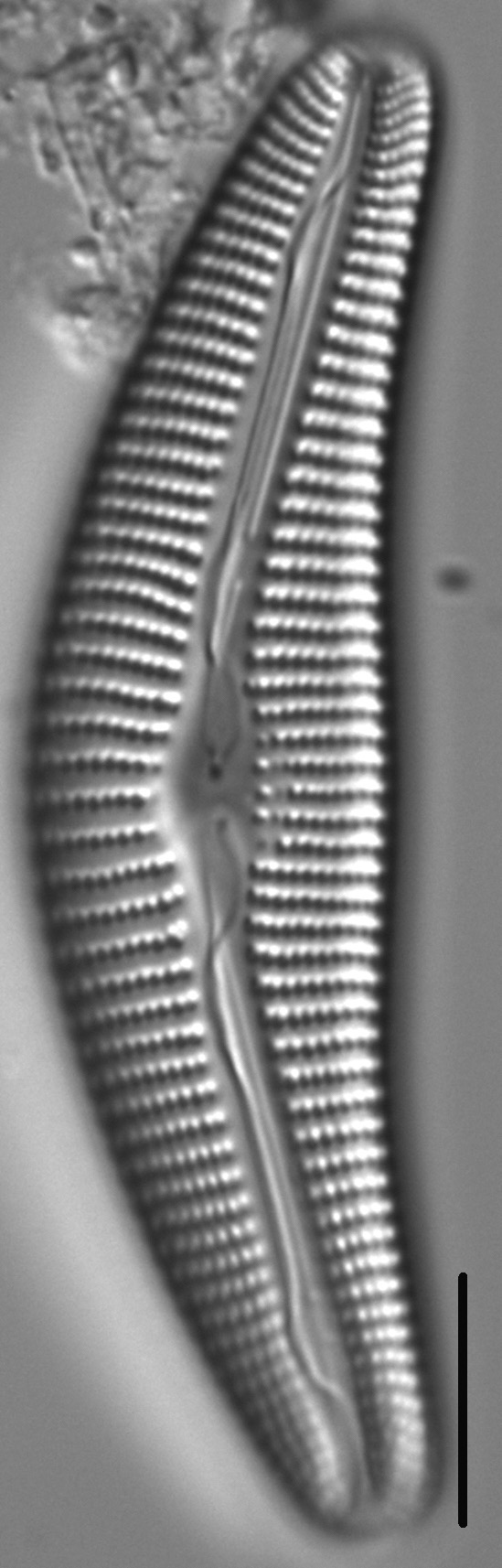 Diatom  Photos18316