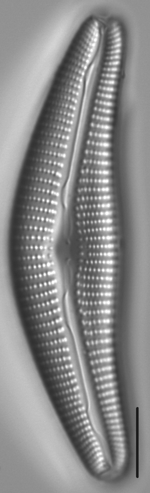 Diatom  Photos18317