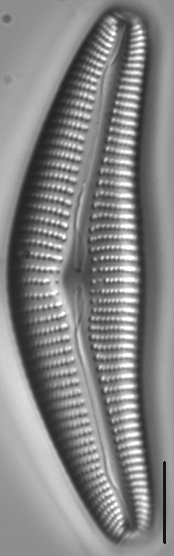 Diatom  Photos18318