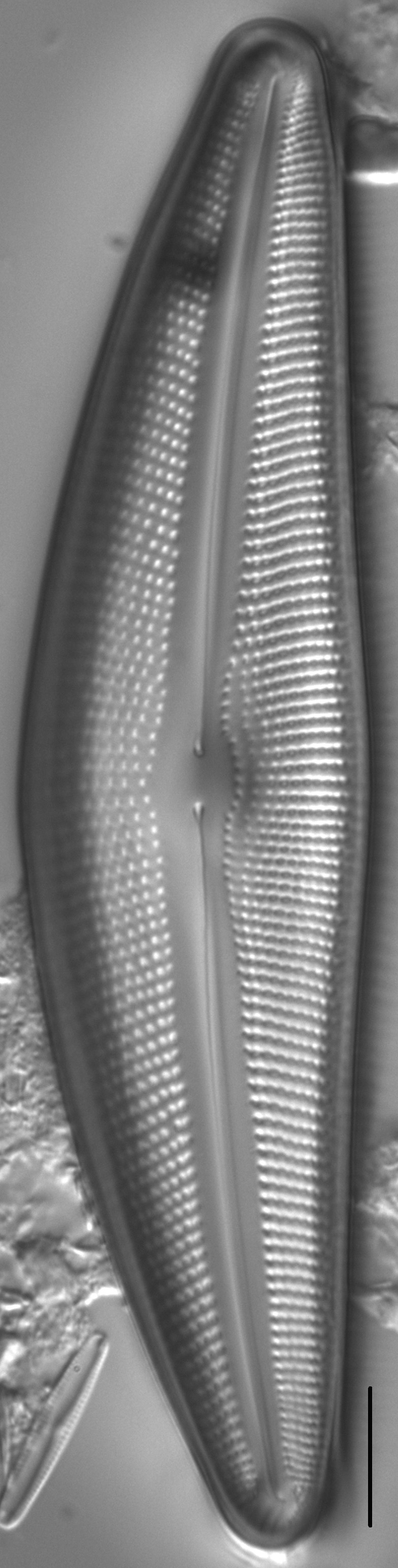 Diatom  Photos19237