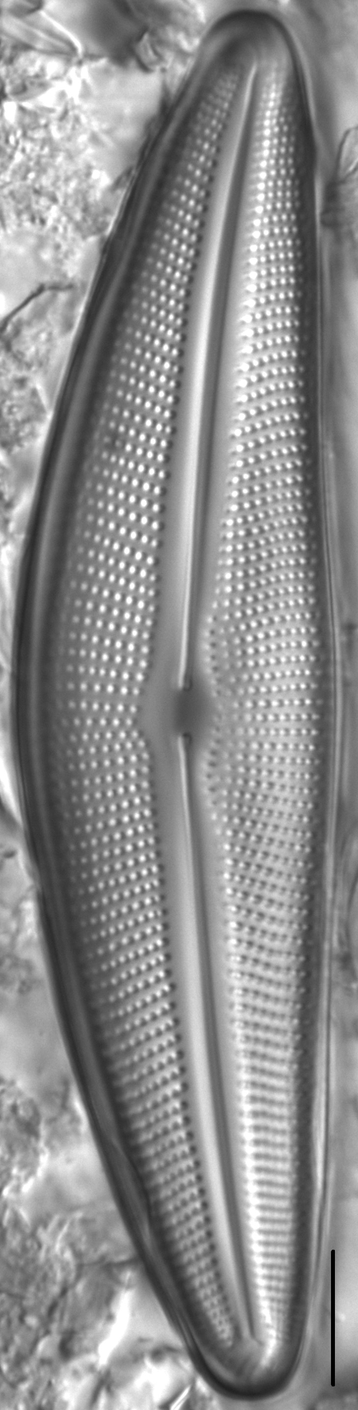 Diatom  Photos19242