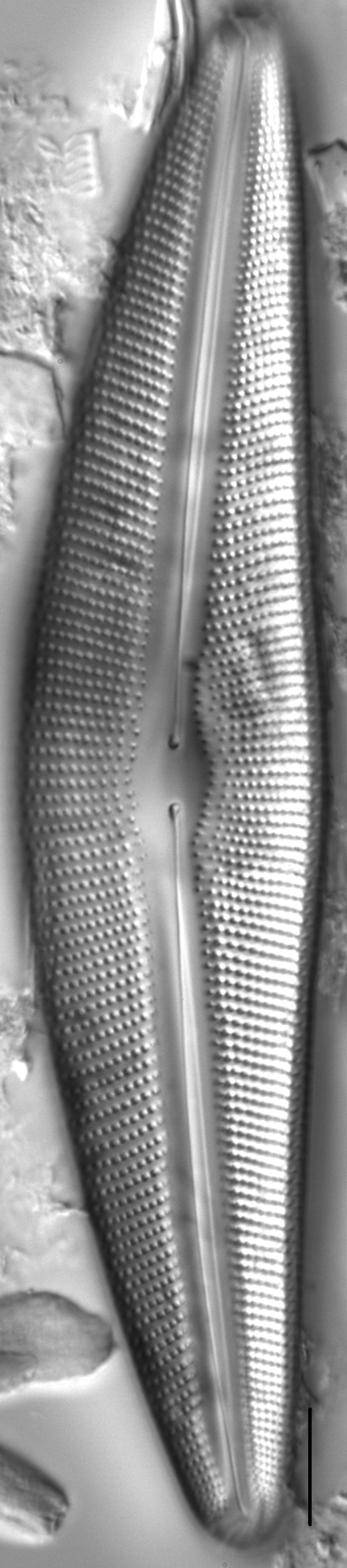 Diatom  Photos19243